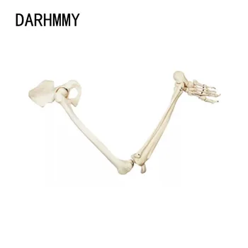 DARHMMY Felnőtt Méretű Alsó Végtag Modell Csontváz Anatómia Lábát Csont Csípő, Combcsont Láb Orvosi Oktatási Eszköz