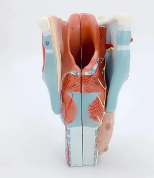 Gége Anatómiai Modell Emberi Anatómiai Gége Jelölt oktatási modell
